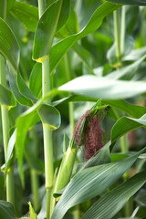 Naklejka premium Close up of newly formed corn cobs