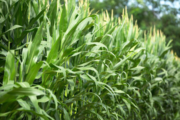 Corn seedlings that grow well in crop fields