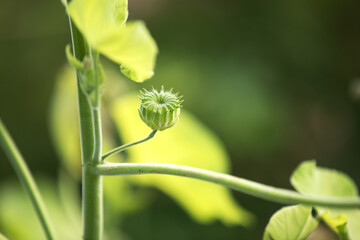 Close up of wild jute