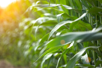 Neat leaves of corn seedlings