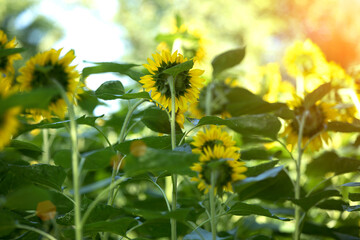 Oil crop sunflower in summer