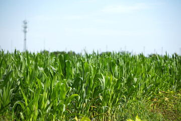 Obraz premium The growth of seedlings in large areas of corn