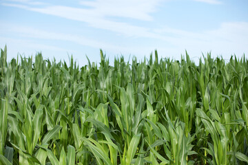 Fototapeta premium The growth of seedlings in large areas of corn