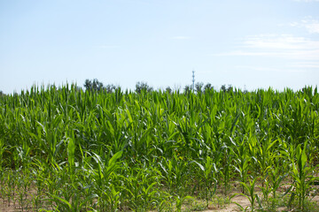 Obraz premium The growth of seedlings in large areas of corn