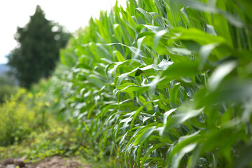 Neat leaves of corn seedlings