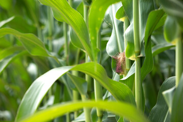 Fototapeta premium The newly formed corn cob is on the seedlings