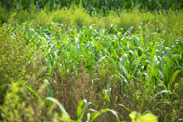 Fototapeta premium Corn seedlings and weeds flourish in farmland