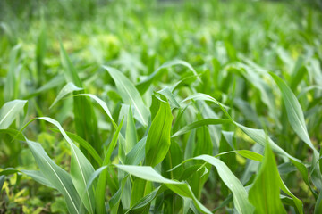 Many weeds grow like corn seedlings