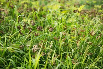 Lush weeds in the wild