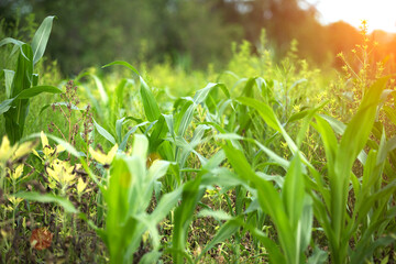 Corn seedlings and weeds flourish in farmland
