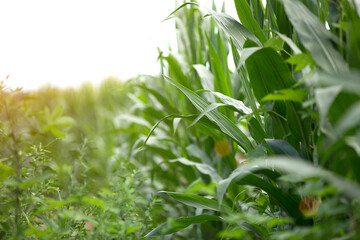 Fototapeta premium Corn fields that grow well in summer