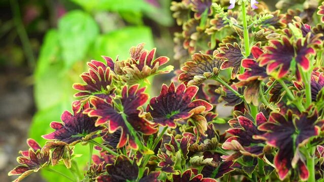 Coleus scutellarioides with a natural background