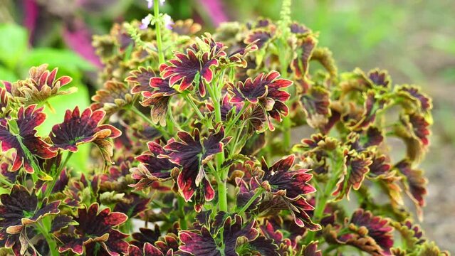 Coleus scutellarioides with a natural background