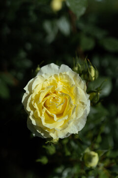 Goose yellow rose