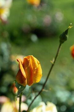 Pale yellow rose with orange edges