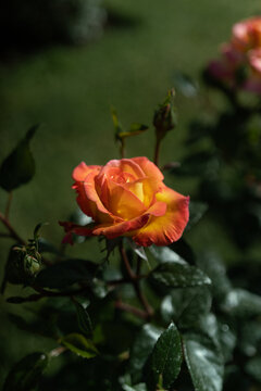 Pale yellow rose with orange edges