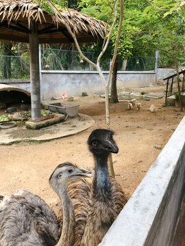 UGC, two ostrichs in zoo