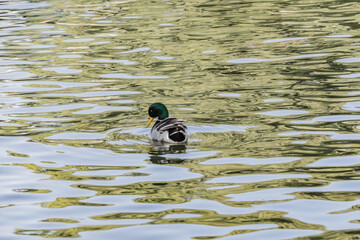 duck in the water