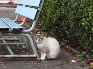 公園の猫