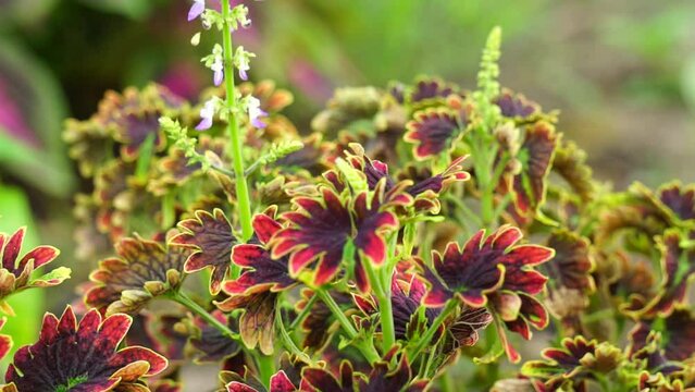 Coleus scutellarioides with a natural background