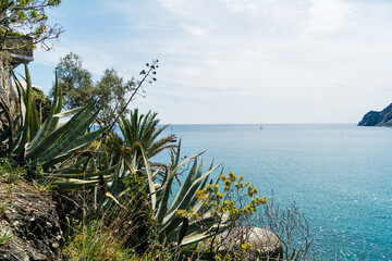 Mediterranean vegetation on the sea