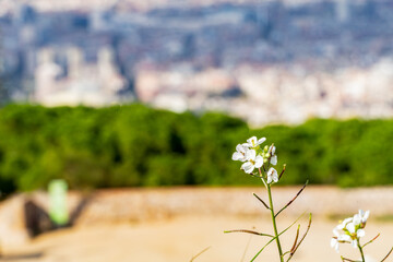flowers in the garden
