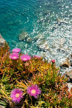 Flowers overlooking the sea