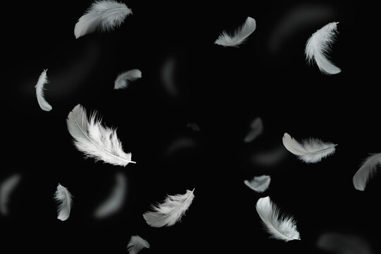 White Bird Feathers Floating in The Dark. Feathers on Black Background.	