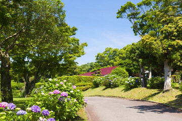 Fototapeta premium アジサイの植え込み 