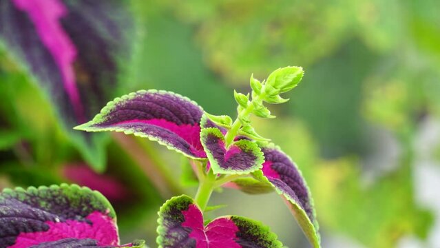 Coleus scutellarioides with a natural background