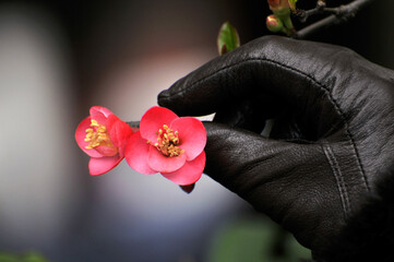 Chinese Flowing Crabapple