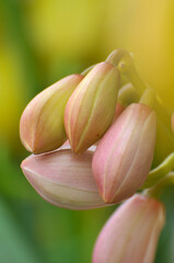 Fototapeta na wymiar Closeup of Orchid flower
