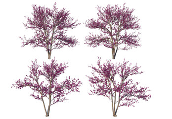 Obraz premium The tree has pink flowers on a white background.