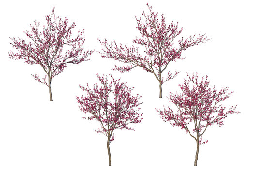 The tree has pink flowers on a white background.