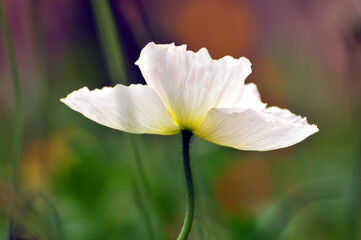 Fototapeta premium blossoming poppy flower