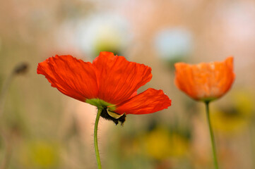 Fototapeta premium blossoming poppy flower