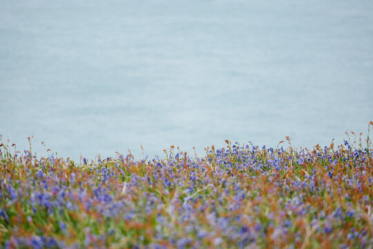 Wildflowers on the island of Skomer in Wales