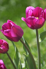 Fuscia Purple Pink Tulip Flowers