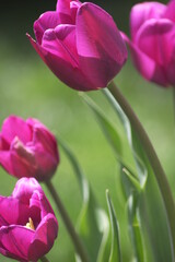Fuscia Purple Pink Tulip Flowers