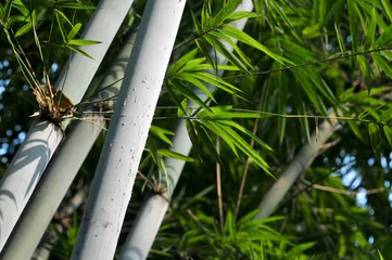 Fototapete Rund bamboo forest background © 曹宇