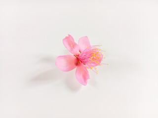 Fototapeta na wymiar Pink flower on white background. Pink rose myrtle flowers. 