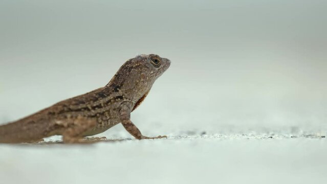 Macro closeup of blown alone lizard warming on summer sun. Anolis sagrei small reptile in native to Florida USA