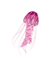 flat colorful jellyfish