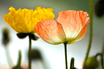 blossoming poppy flowers and buds