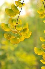 autumn ginkgo tree