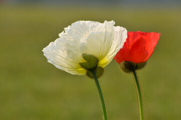 blossoming poppy flower