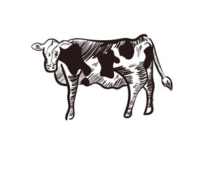 flat cow design