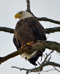 bald eagle on a branch