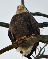 bald eagle on a branch