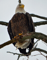 bald eagle on a branch